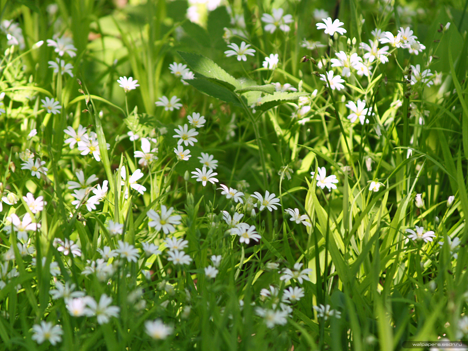Мелкие белые цветы в лесу